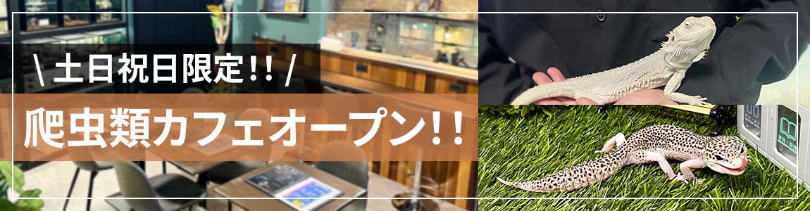 爬虫類カフェオープン